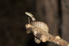 Chilabothrus striatus