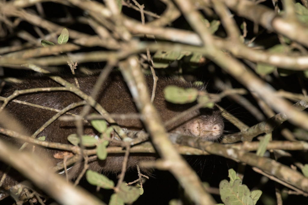 Cuvier's Hutia