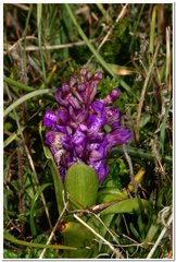 Anacamptis morio caucasica