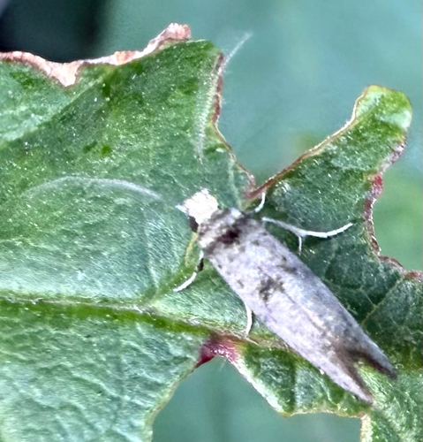 Hawthorn Ermel