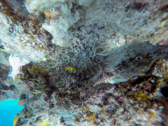 Heteractis crispa
