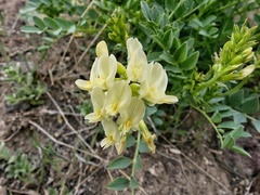 Astragalus beckwithii