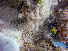 Heteractis crispa