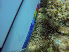 Heteractis crispa