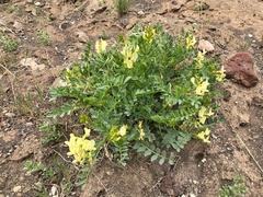Astragalus beckwithii