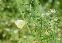 Pieris rapae