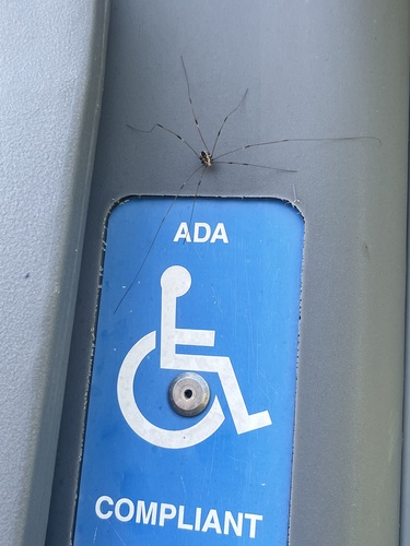 Banded harvestman