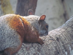 Sciurus aureogaster