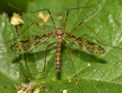 Epiphragma ocellare