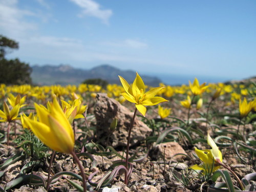 Hierba del ajo