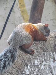 Sciurus aureogaster