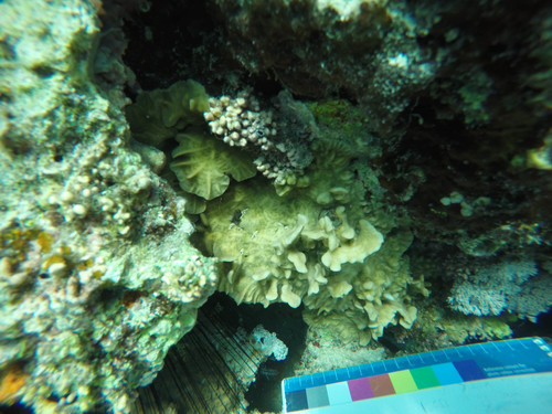 Pavona frondifera