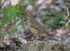 Turdus philomelos