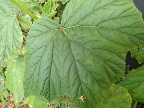 Begonia reniformis observed 2023-01-21