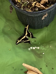 Heraclides cresphontes