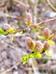 Salix