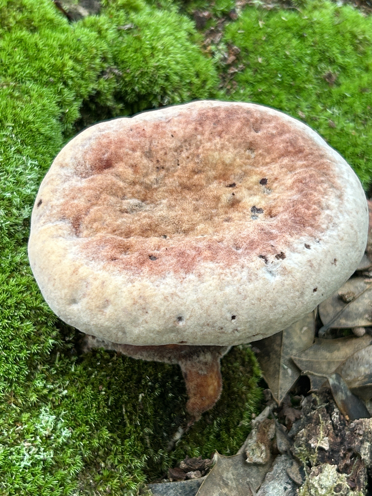White Chicken Mushroom · July 2026 · photo: Photo: (c) martin_livezey, some rights reserved (CC BY) · iNaturalist