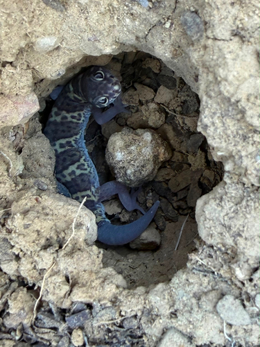 Texas Banded Gecko
