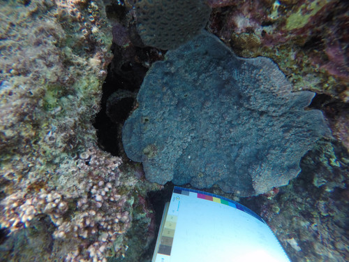 Oxypora lacera
