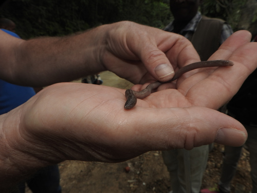 Mann's Worm Lizard, Amphisbaena manni