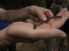 Mann's Worm Lizard