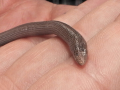 Mann's Worm Lizard photo 2