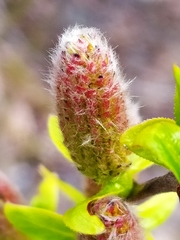 Salix