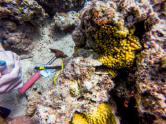 Turbinaria stellulata