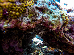 Turbinaria stellulata