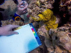 Turbinaria stellulata