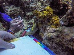 Turbinaria stellulata