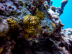 Turbinaria stellulata