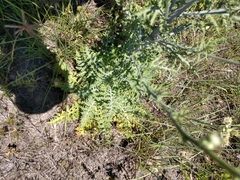 Hymenopappus carrizoanus