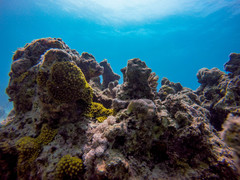 Turbinaria stellulata