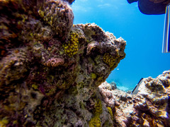 Turbinaria stellulata