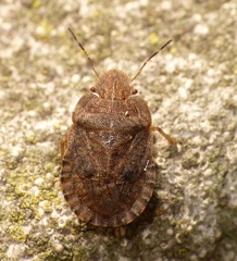 Sciocoris microphthalmus