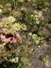 Hymenopappus carrizoanus
