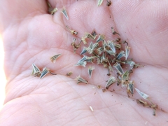 Hymenopappus carrizoanus