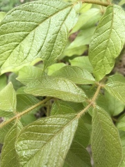 Spathodea campanulata