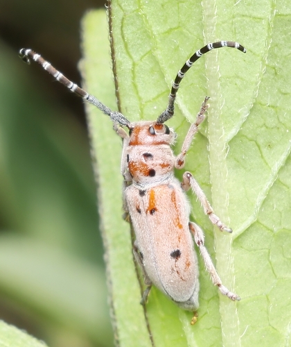 Pilose Milkweed Beetle