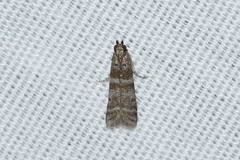 Ephestia columbiella