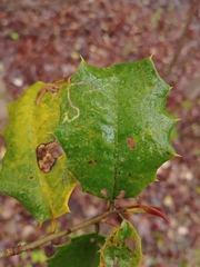 Phytomyza ilicis group