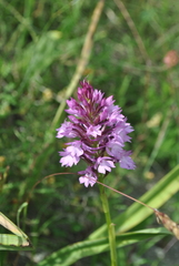 Anacamptis pyramidalis pyramidalis