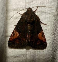 Aedia funesta