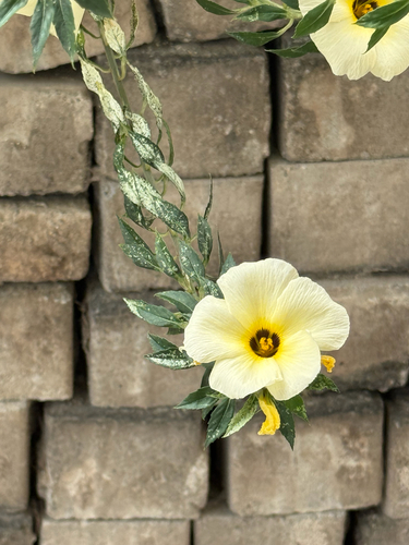 Cuban Buttercup