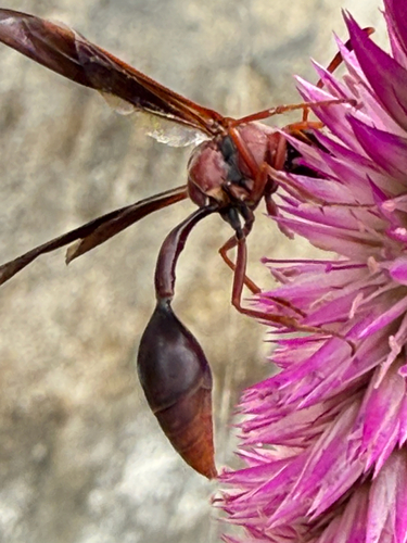Zeta argillaceum