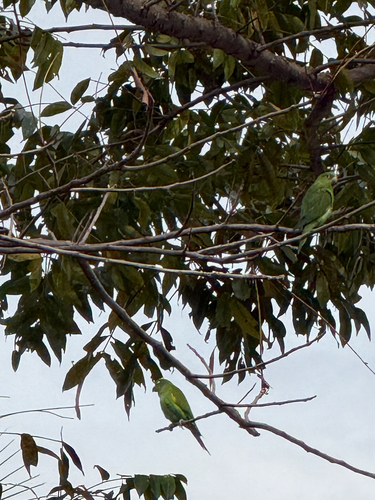 Yellow-chevroned Parakeet