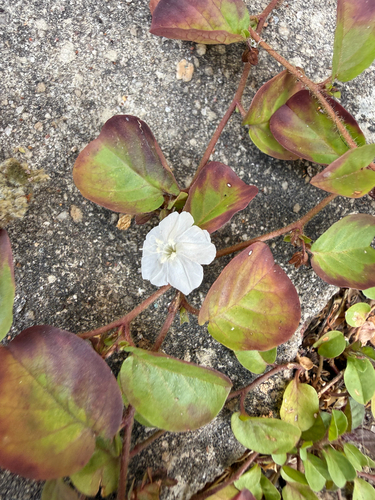 Dwarf Morning Glory