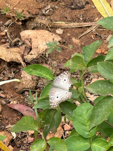 White Peacock