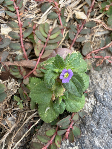 Whorled Twintip
